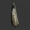Prehistoric Creature Fossil Specimen With Textured Surface And Curved Shape