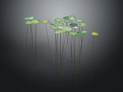 Water Lilies With Green Lily Pads And White Flowers In Aquatic Setting With Reflections 3d model