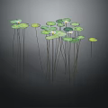 Water Lilies With Green Lily Pads And White Flowers In Aquatic Setting With Reflections
