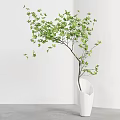White Hexagonal Vase With Green Leaf Plant Against White Wall And Gray Floor