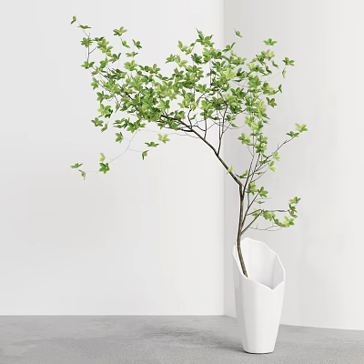 White Hexagonal Vase With Green Leaf Plant Against White Wall And Gray Floor 3d model