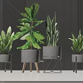 Lush Indoor Potted Plants with Grey Planters and Stylish Geometric Stands Against Dark Wall