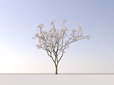 Blooming Shrub With White Flowers Against Blue Sky And White Ground 3d model
