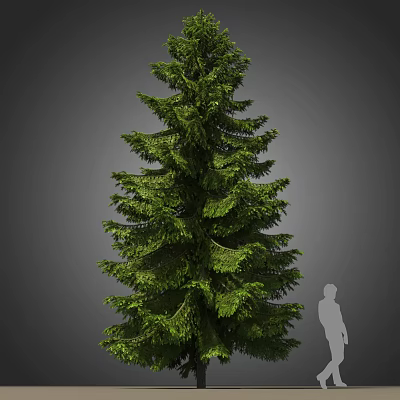 Modern Pine Cedar Tree 3d model