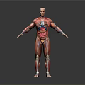 Medical Device 3D Human Anatomy Model Showing Muscles And Internal Organs