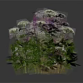 Various Decorative Plants with White Purple and Green Foliage Arranged in a Row