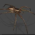 Brown Reptile With Light Striped Body And Long Legs On Gray Background