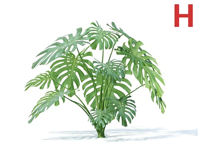 Tropical Monstera Plant With Large Green Leaves Isolated On White Background 3d model