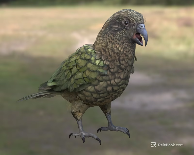 Kea Parrot Flying Animal With Green Brown Feathers Standing In Natural Habitat 3d model 