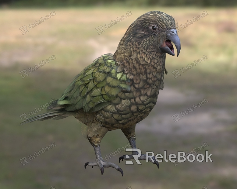 New Zealand alpine parrot sheep-eating parrot bird model