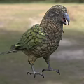 Kea Parrot Flying Animal With Green Brown Feathers Standing In Natural Habitat