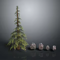 Evergreen Pine Tree And Natural Stones With Various Sizes And Green Foliage