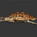 Decorative Sea Turtle Figurine With Orange Brown Patterned Carapace And Spotted Limbs On Black Background