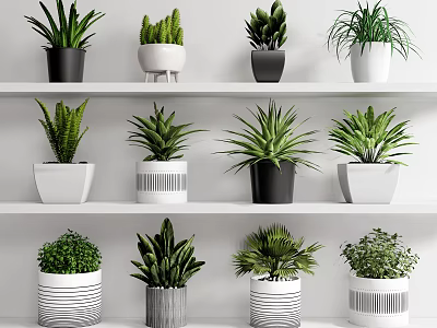Decorative Potted Green Plants On White Shelves With Black And White Pots 3d model