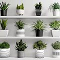 Decorative Potted Green Plants On White Shelves With Black And White Pots