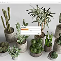 Bonsai Potted Plants Various Cacti And Succulents In Cement And Ceramic Pots