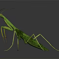 Green Praying Mantis with Long Slender Legs on Dark Reflective Surface 3d model