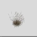 Ornamental Grass With Feathery Plumes And Slender Golden Foliage For Garden Landscaping