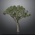 Tropical Dragon Tree With Green Clustered Leaves And Thick Brown Trunk