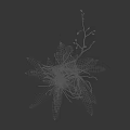 Flower Plant With Green Leaves Long Stem Small Buds And Exposed Roots On White Background
