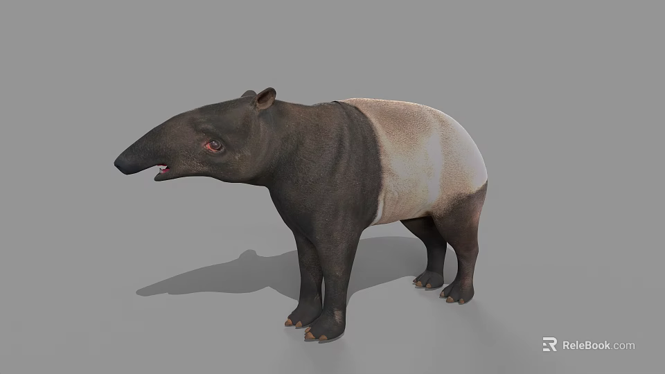 Tapir With Black And White Body Long Snout And Stocky Legs 3d model 