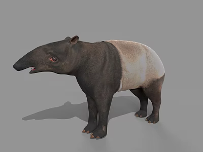 Tapir With Black And White Body Long Snout And Stocky Legs 3d model