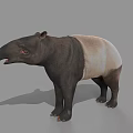Tapir With Black And White Body Long Snout And Stocky Legs