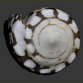 Decorative Conch Shell With White And Brown Spotted Pattern For Home Decor