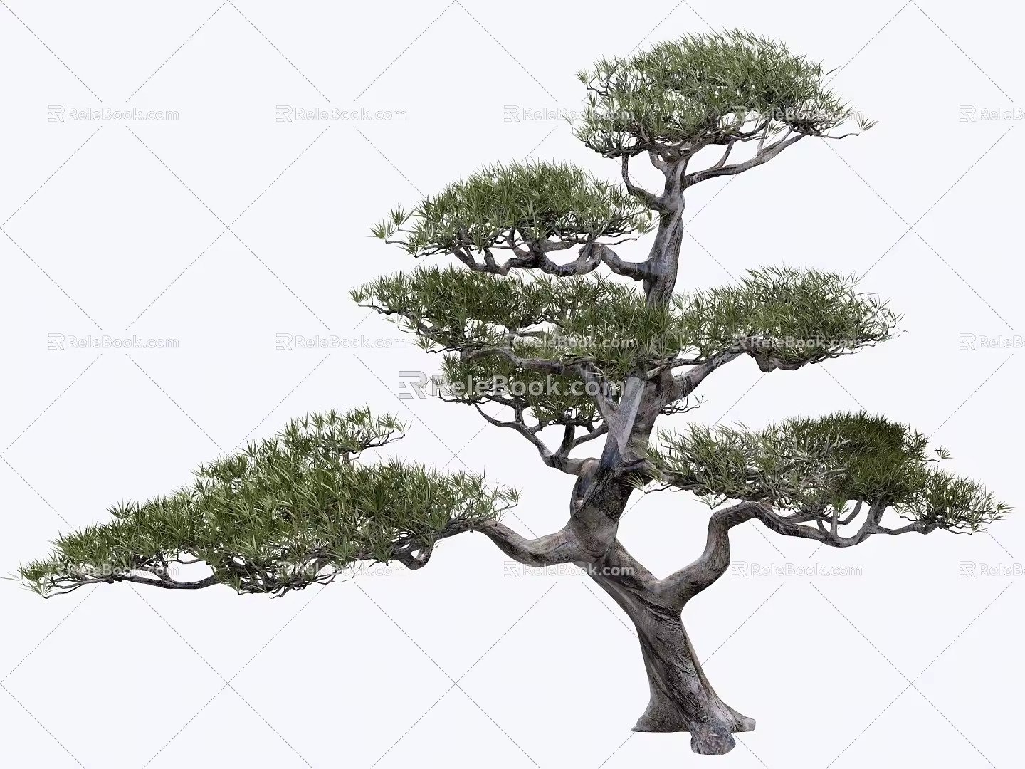 Modeling pine modeling tree 3d model