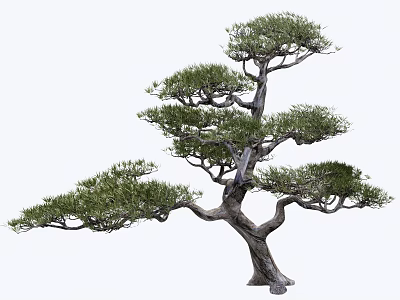 Elegant Arbor with Twisted Branches and Lush Green Foliage in Bonsai Style 3d model