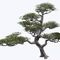 Modeling pine modeling tree 3d model