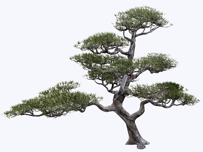 Modeling pine modeling tree 3d model