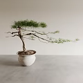 Bonsai Pine Tree With Curved Branches In White Ceramic Pot On Gray Table 3d model