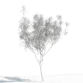 Tall Birch Tree With White Trunk And Bare Branches Against Blue Sky And White Clouds