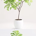 Green Leaf Potted Plants With Brown Trunks In White Pots For Interior Decor 3d model