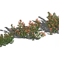Three Clusters of Flowering Bushes with Green Leaves and Orange Blooms in Different Sizes