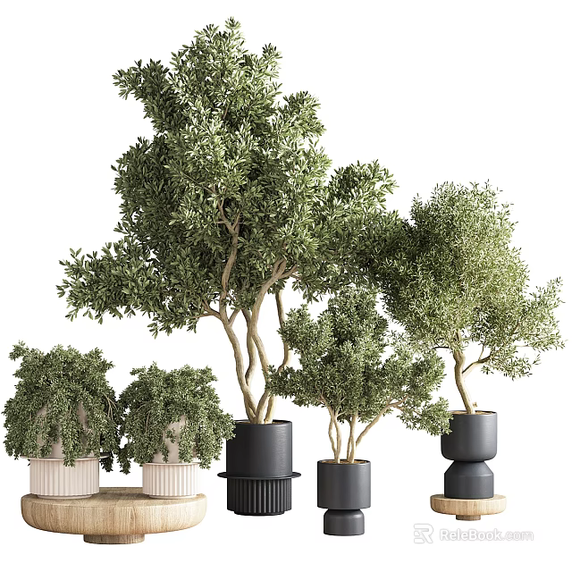 Indoor Bonsai Potted Plants With Various Green Trees And Modern Decorative Planters 3d model 