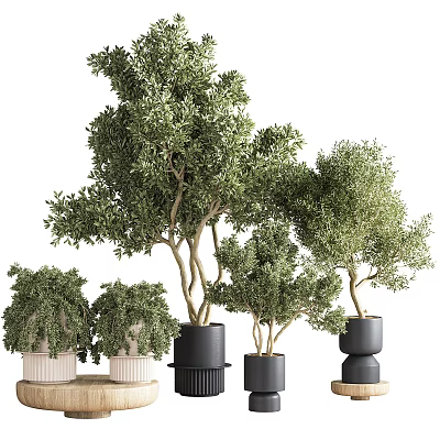 Indoor Bonsai Potted Plants With Various Green Trees And Modern Decorative Planters 3d model