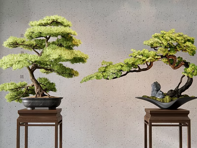 Elegant Bonsai Trees With Curved Branches Green Foliage On Wooden Stands And Stone Decorations 3d model