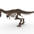 Realistic T Rex Dinosaur Skeleton With Detailed Bones And Standing Posture 3d model