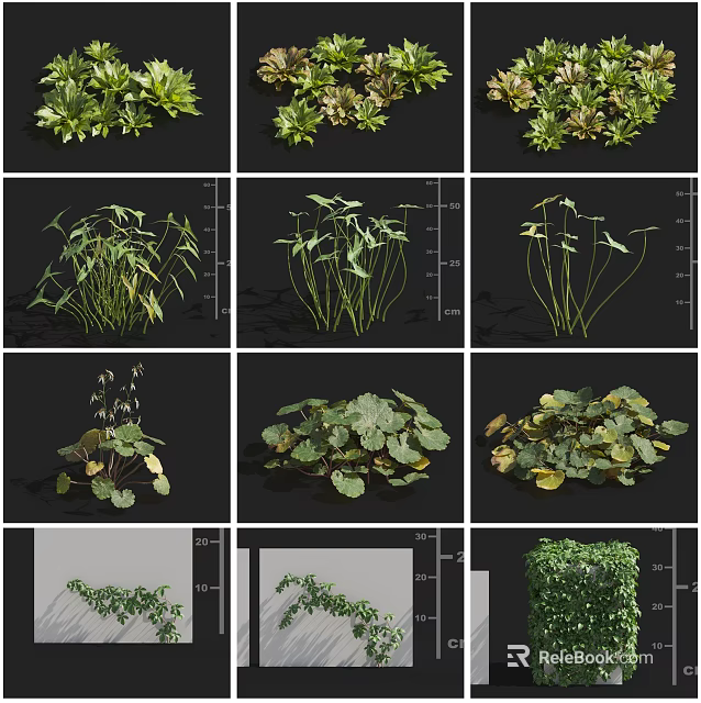 Various Green Plants With Diverse Foliage And Leaf Shapes For Gardens 3d model 
