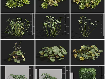 Various Green Plants With Diverse Foliage And Leaf Shapes For Gardens 3d model
