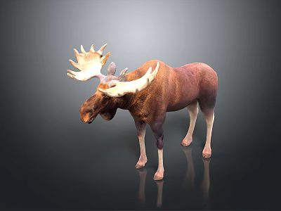 Realistic Moose With Large Antlers And Brown White Coat Standing On Dark Background 3d model