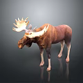Realistic Moose With Large Antlers And Brown White Coat Standing On Dark Background