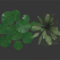 Green Leafy Plants with Large Round Lotus Leaves and Broad Stems on Dark Reflective Surface