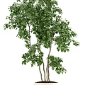 Lush Bonsai Plants With Green Foliage In Ceramic And Concrete Pots