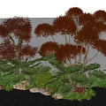 Decorative Plant Combination With Red Brown Foliage Green Large Leaves And Stones