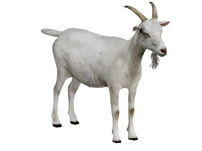 White Goat With Curved Horns And Beard Standing Isolated On White Background 3d model
