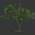 Potted Tree with Green Leaves Orange Fruits and Brown Trunk in Circular Pot White Pebbles