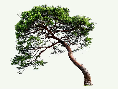 Unique Curved Trunk Pine Tree With Lush Green Foliage And Natural Shape 3d model